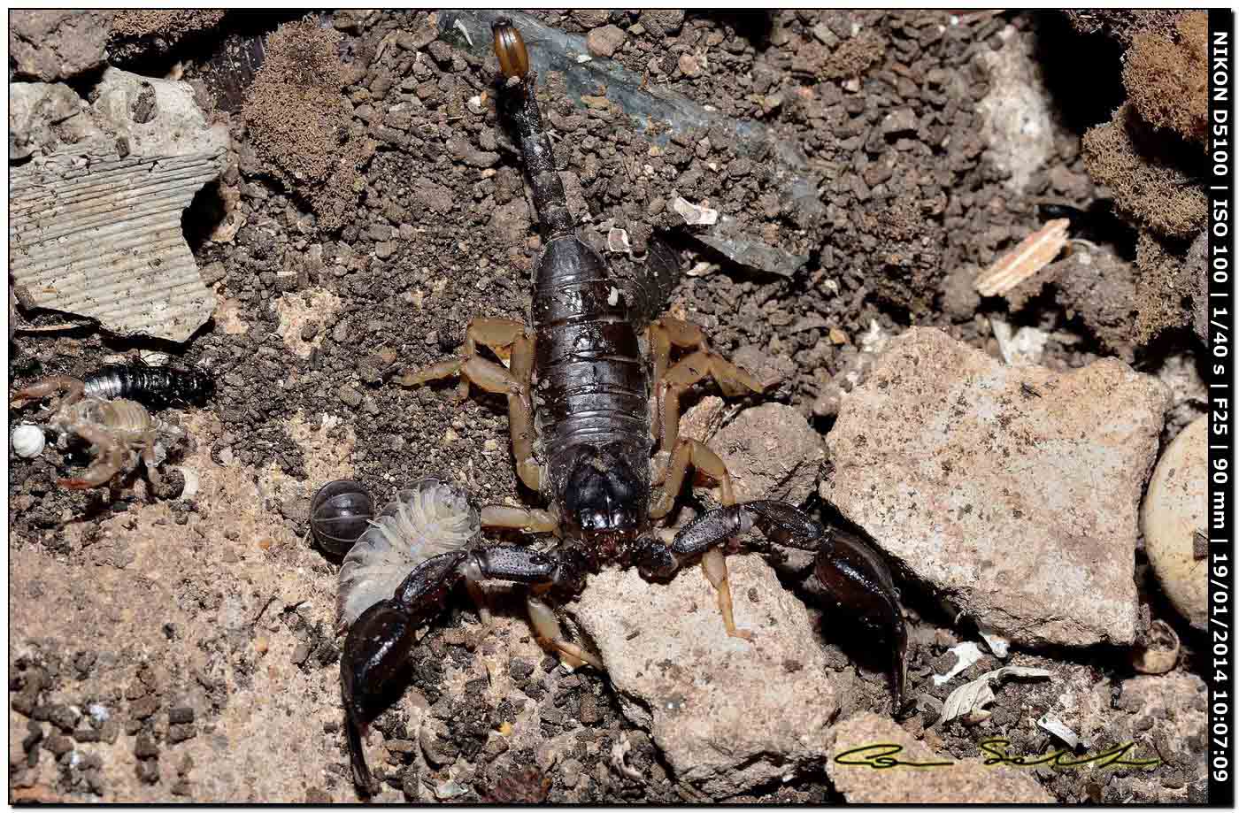 Euscorpius flavicaudis da Ittiri (SS)